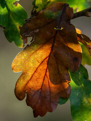 autumn leaves on a tree