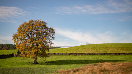 autumn landscape with tree