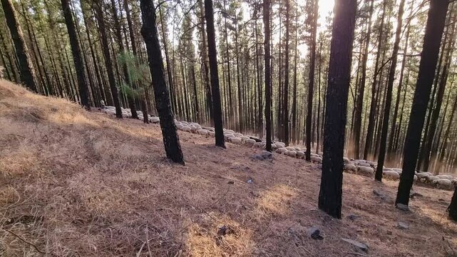 Flock of sheep walks through a pine forest during the annual transhumance in Gran Canaria