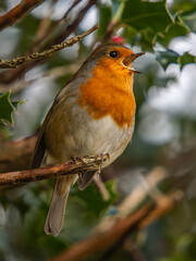 robin on a branch