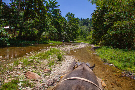 Carabao ride, San Teodoro, Puerto Galera, Oriental Mindoro, Philippines