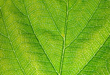 Strukturen eines Blattes