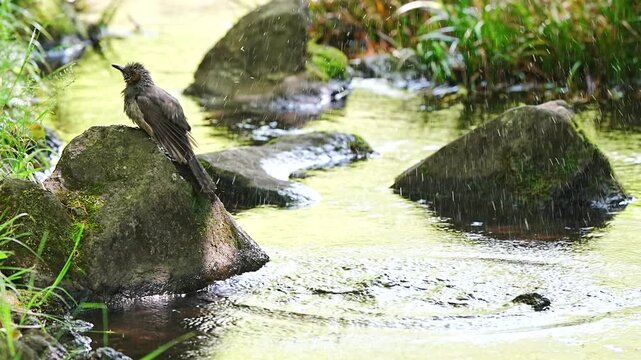 小さな小川の岩の隙間に飛び込んで水浴びしてすぐに戻るヒヨドリをスローモーションで