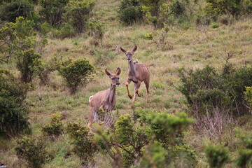Naklejka premium Greater Kudu in Addo Elephant Park – African Wildlife in Natural Habitat