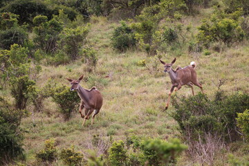 Obraz premium Greater Kudu in Addo Elephant Park – African Wildlife in Natural Habitat
