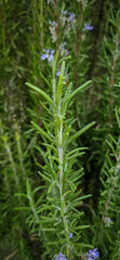 close up shot of rosemary plants