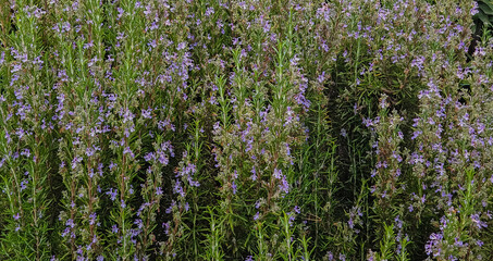 rosemary, rosemary plants in the garden