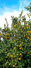 Fresh tangerines on the tree, tangerine harvest