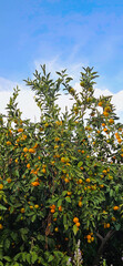 Fresh tangerines on the tree, tangerine harvest