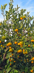 Fresh tangerines on the tree, tangerine harvest