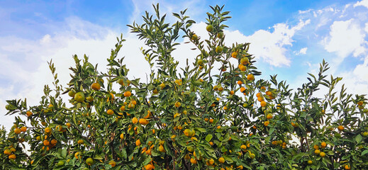 Fresh tangerines on the tree, tangerine harvest