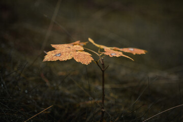 Close-up of colorful autumn leaves