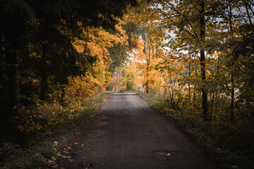 Path leading under colorful autumn trees