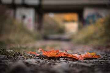 Close-up of colorful autumn leaves
