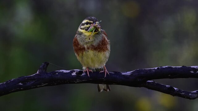 Cirl bunting (Emberiza cirlus) male with prey in its beak // Zaunammer-M&auml;nnchen mit Beute im Schnabel - Peloponnese, Greece