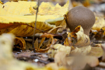 A close-up shot showcases a small, brown mushroom growing among a thick layer of fallen, yellowed autumn leaves on the forest floor.
