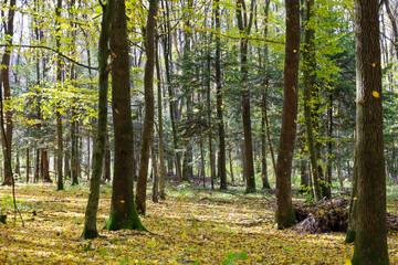 The slender tree trunks of an autumn forest stretch upwards, surrounded by a bright yellow carpet of fallen leaves on the ground and sun rays filtering through the canopy.