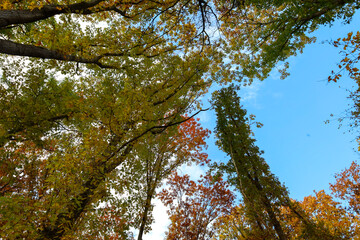 ​A view from below upwards of tall trees with autumn foliage ranging from yellow and green to orange and red forms a vivid natural canopy. The bright blue sky with sparse white clouds is visible throu