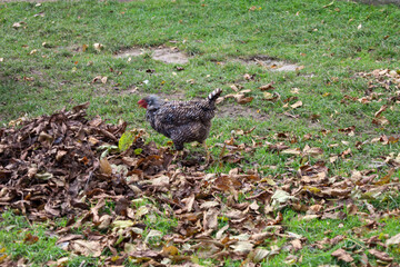 This image shows a speckled chicken actively foraging among a pile of fallen autumn leaves on green grass. The bird is busy pecking, enjoying the warm autumn day in the countryside.