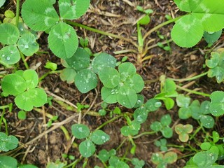 Rare Five-leaf Clover with Four-leaf Clover Lying on the Ground, Symbol of Greater Fortune