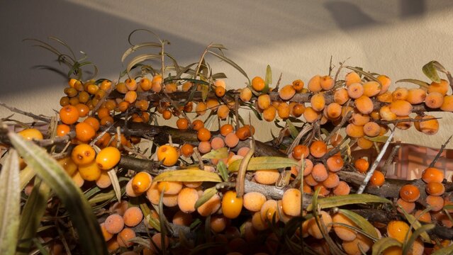Abundant Ripe Sea Buckthorn Berries on Branches