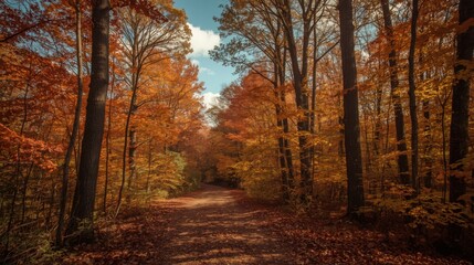 Obraz premium A forest path covered in fallen leaves with trees displaying autumn colors under a partly cloudy sky