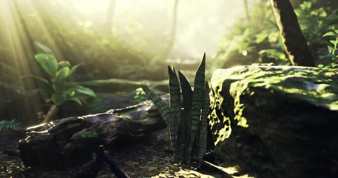 Golden sunlight streams through trees, illuminating colorful plants and moss covered rocks in a tranquil forest setting. The serene atmosphere promises peace and reflection.