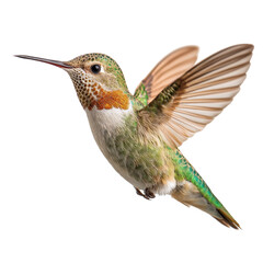 Obraz premium Small colorful hummingbird flying with wings spread isolated on pure white background.