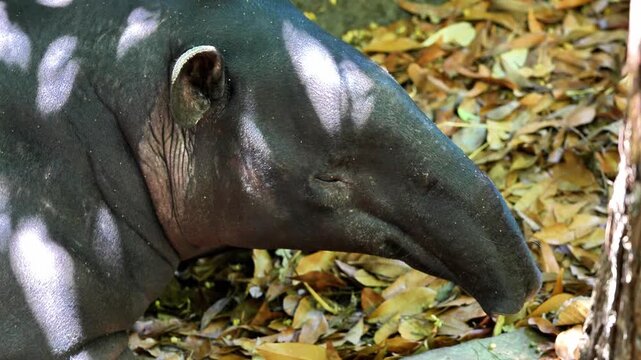 Malayan tapir relaxing, Malayan tapir lying on ground, Malayan tapir wildlife video