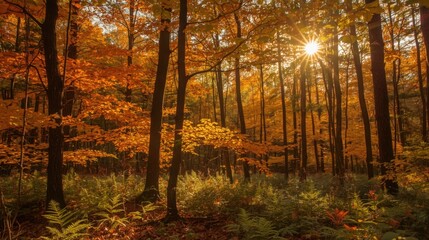 Obraz premium Sunlight shining through the autumn forest with orange and yellow leaves on the trees and green ferns