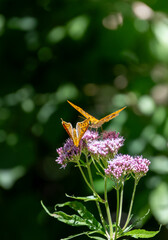 Two butterflies are perched on a purple flower. The butterflies are orange and black