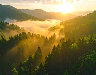 Aerial view of a sunlit forest, with fog and mountain range