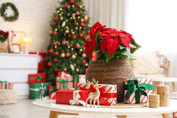Christmas flower poinsettia with presents and burning candles on table in living room