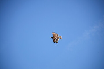 eagle soaring in the sky