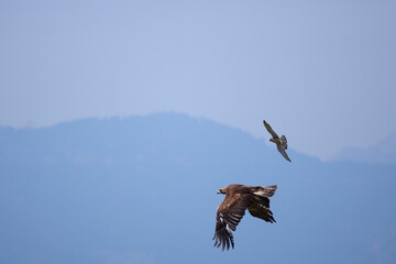 falcon attacking an eagle in flight