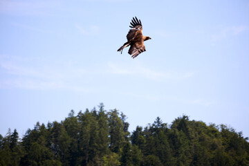 eagle sowaring in the sky