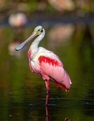 Pink and white bird standing in shallow, reflective water