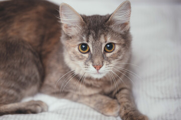gray cat sitting on the bed