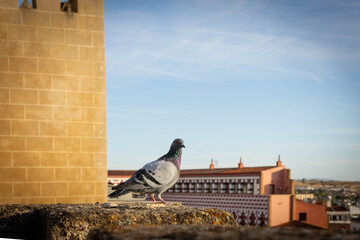 Paloma común  en los tejados de Badajoz (España)