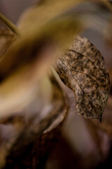 Close-up of autumn leaves, atrial texture, seasonal decoration 