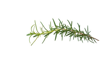 Rosemary Leaf Herb Isolated over White Background, Fresh Rosemary Herb for cooking and medicine isolated over a white background