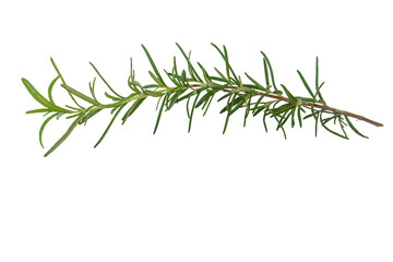 Rosemary Leaf Herb Isolated over White Background, Fresh Rosemary Herb for cooking and medicine isolated over a white background