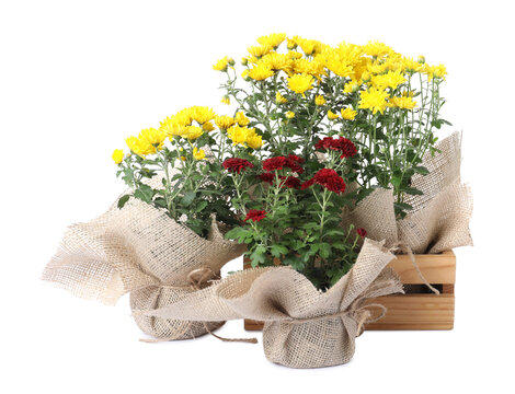 Beautiful chrysanthemum flowers and wooden crate isolated on white