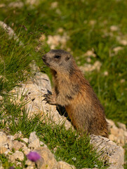 junges Murmeltier in der Sonne, Südtirol