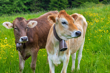 Kühe - Allgäu - Kälbchen - Frühling