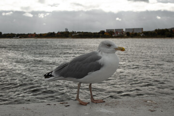 Close-up of a seagull standing on a pier by the Baltic Sea in Sopot, Poland