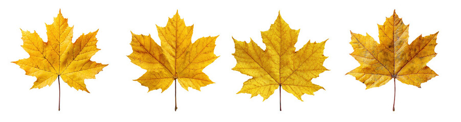 Fototapeta premium PNG set Four bright yellow maple leaves with detailed veins on a transparent background