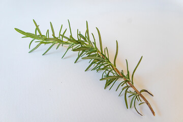 Rosemary Leaf Herb Isolated over White Background, Fresh Rosemary Herb for cooking and medicine isolated over a white background