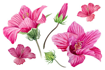 Hibiscus flower. Hand-drawn watercolor illustration of a hibiscus.	