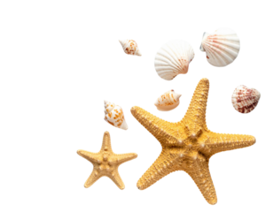 Multiple Starfish and Small Shells on White Sand Background